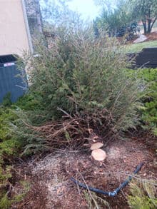 Shrub with cut stumps, surrounded by mulch and greenery in a landscaped area.