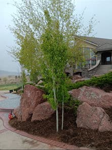 Landscape with lush green trees, large rocks, and a modern home in the background.