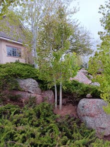 Aspen trees surrounded by lush greenery and boulders in a landscaped yard.