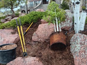 Tree planting setup with tools, mulch, and a newly placed tree near landscaped rocks.