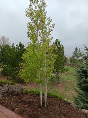 Young green trees in a landscaped garden under a cloudy sky.