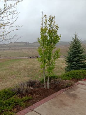 Young green tree beside evergreen in a scenic landscape under cloudy sky.