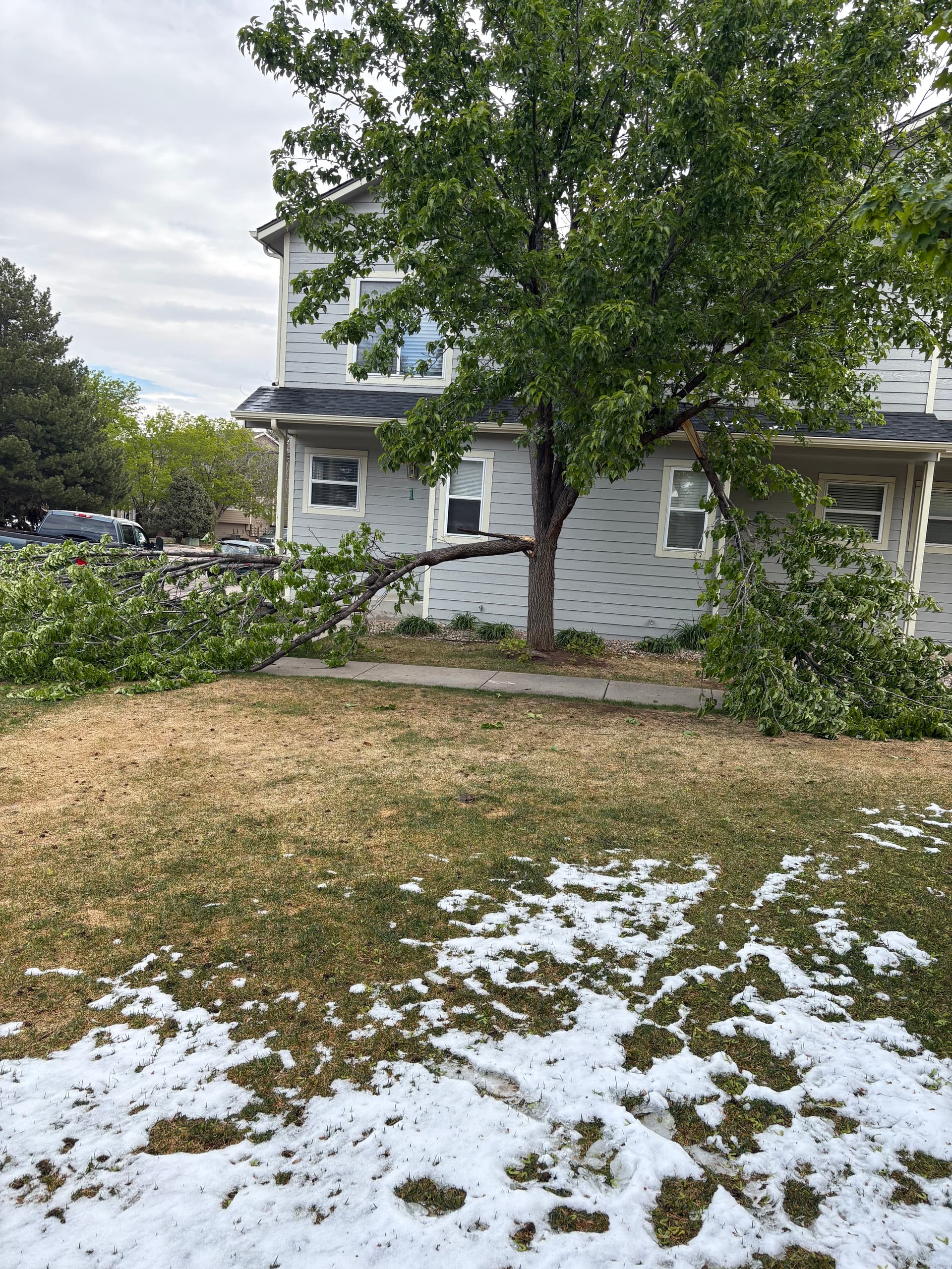 Gallery photos for May Snow Took Down Trees and We're Cleaning It Up: Image #2