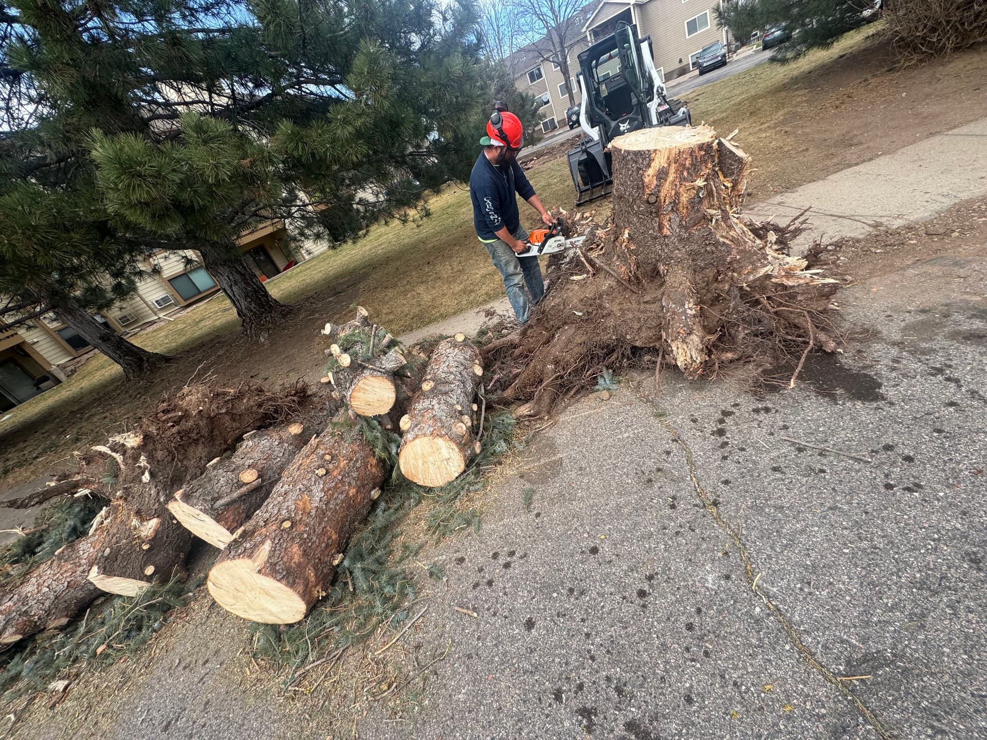 Gallery photos for 3 Massive Storm-Downed Trees Removed After 90mph Winds: Image #2