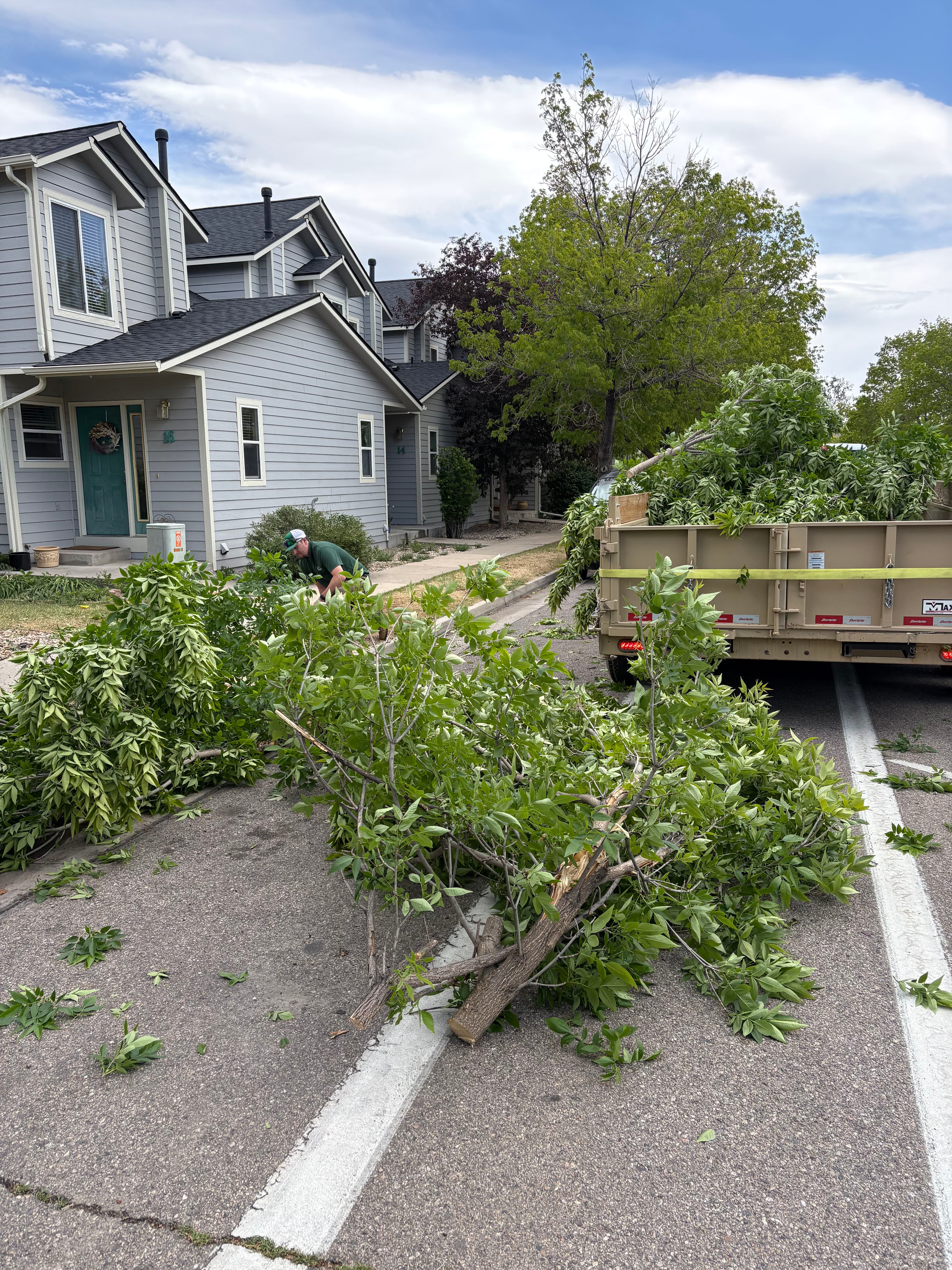 Project May Snow Took Down Trees and We're Cleaning It Up image