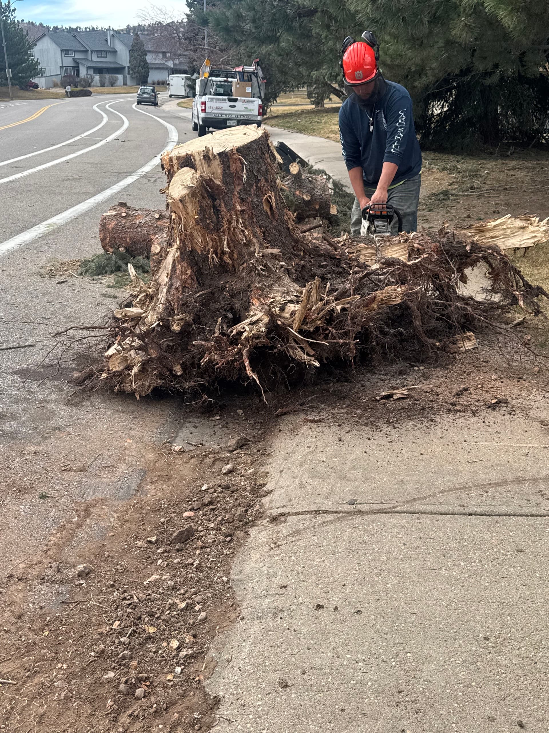 3 Massive Storm-Downed Trees Removed After 90mph Winds image