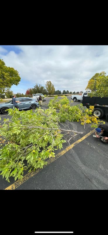 Tree Pruning for Safety in Local Parking Lots
