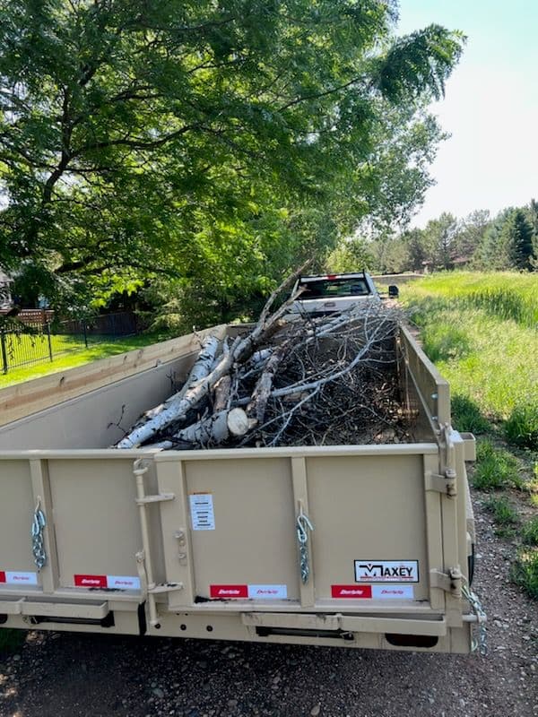 Project Ensuring Safety with Expert Tree Removal image