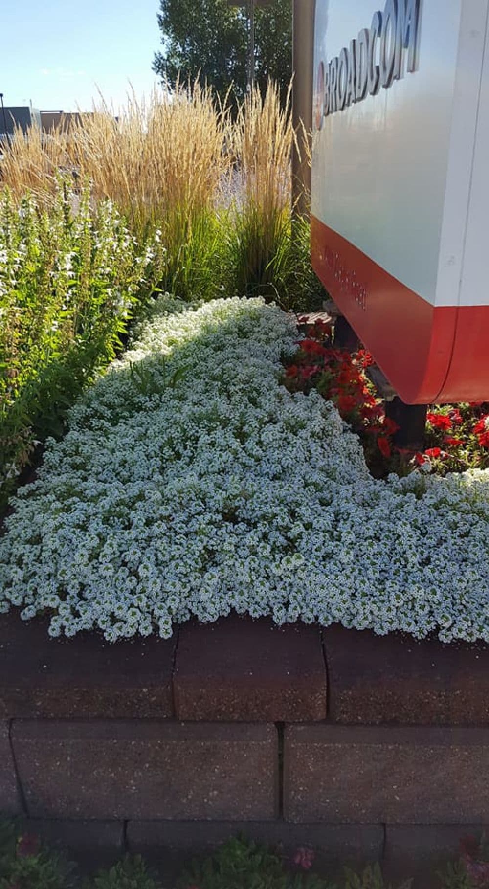 Vibrant flower bed with white and red blooms near a sign for Broadcom.