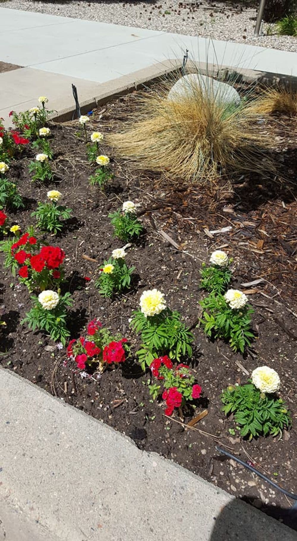 Colorful flower bed with red, yellow, and white blooms alongside ornamental grasses.