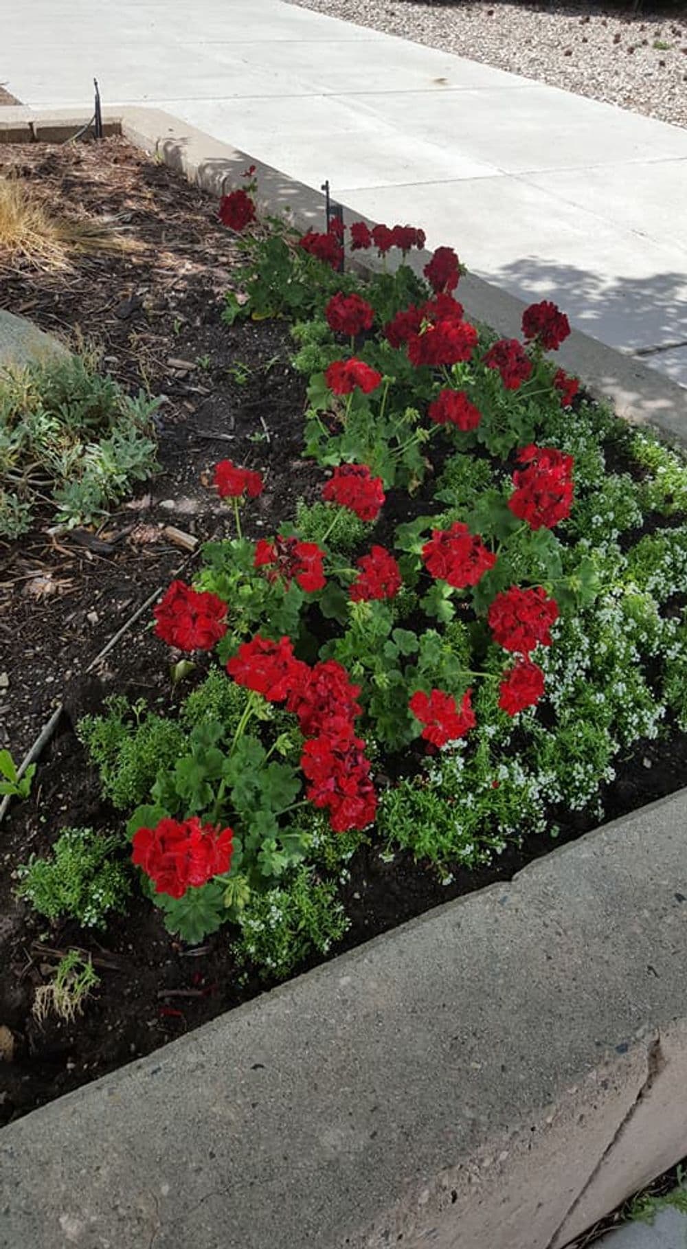 Vibrant red geranium flowers in a garden bed along a walking path.