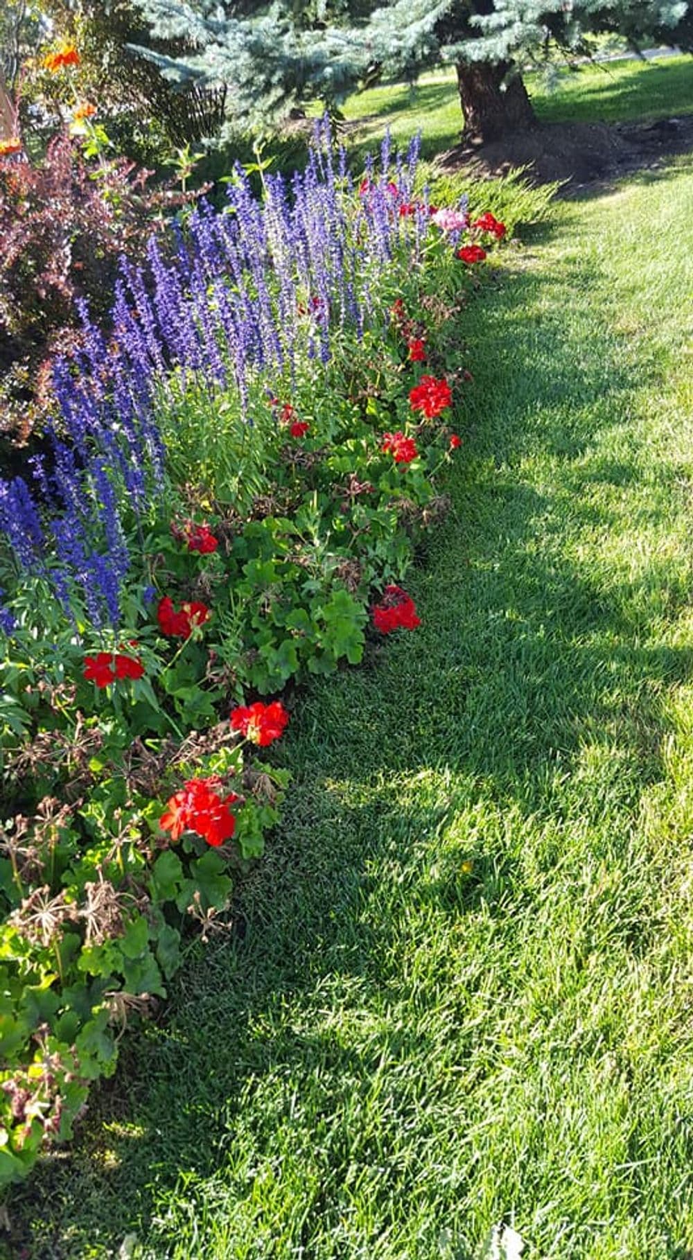 Vibrant flower bed with red geraniums and purple flowers along a green lawn pathway.