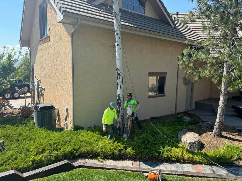 Tree removal professionals in bright shirts working on a birch tree by a house.
