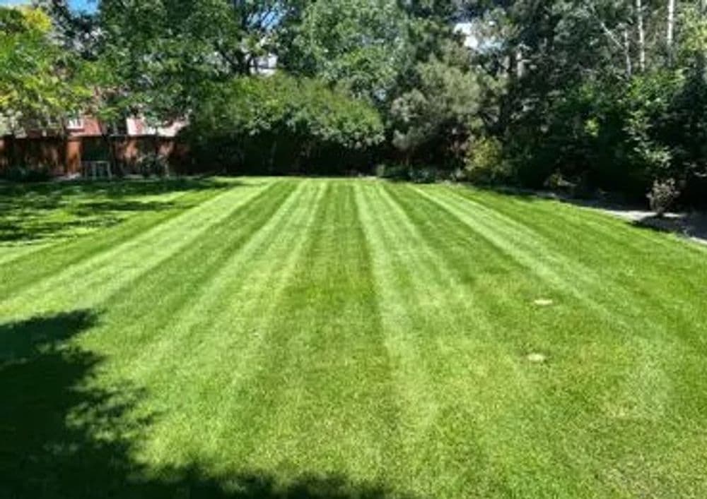 Gallery photos for Achieve Perfect Lawn Stripes with Expert Care: Image #1