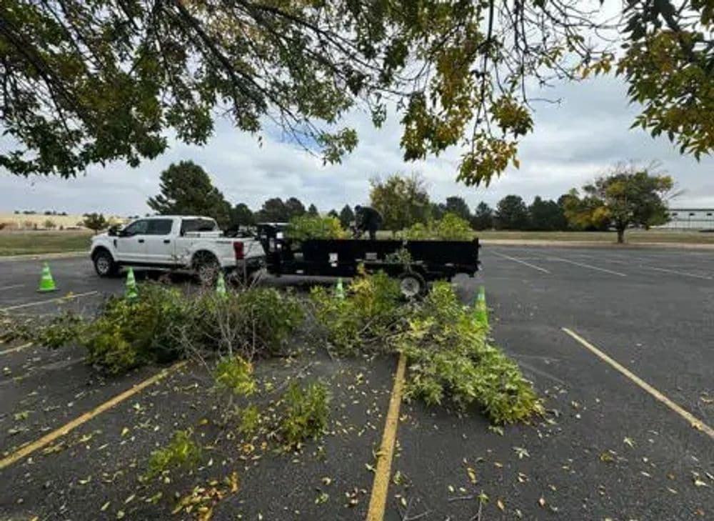 Tree Pruning for Safety in Local Parking Lots