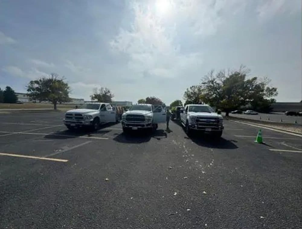 Gallery photos for Tree Pruning for Safety in Local Parking Lots: Image #1