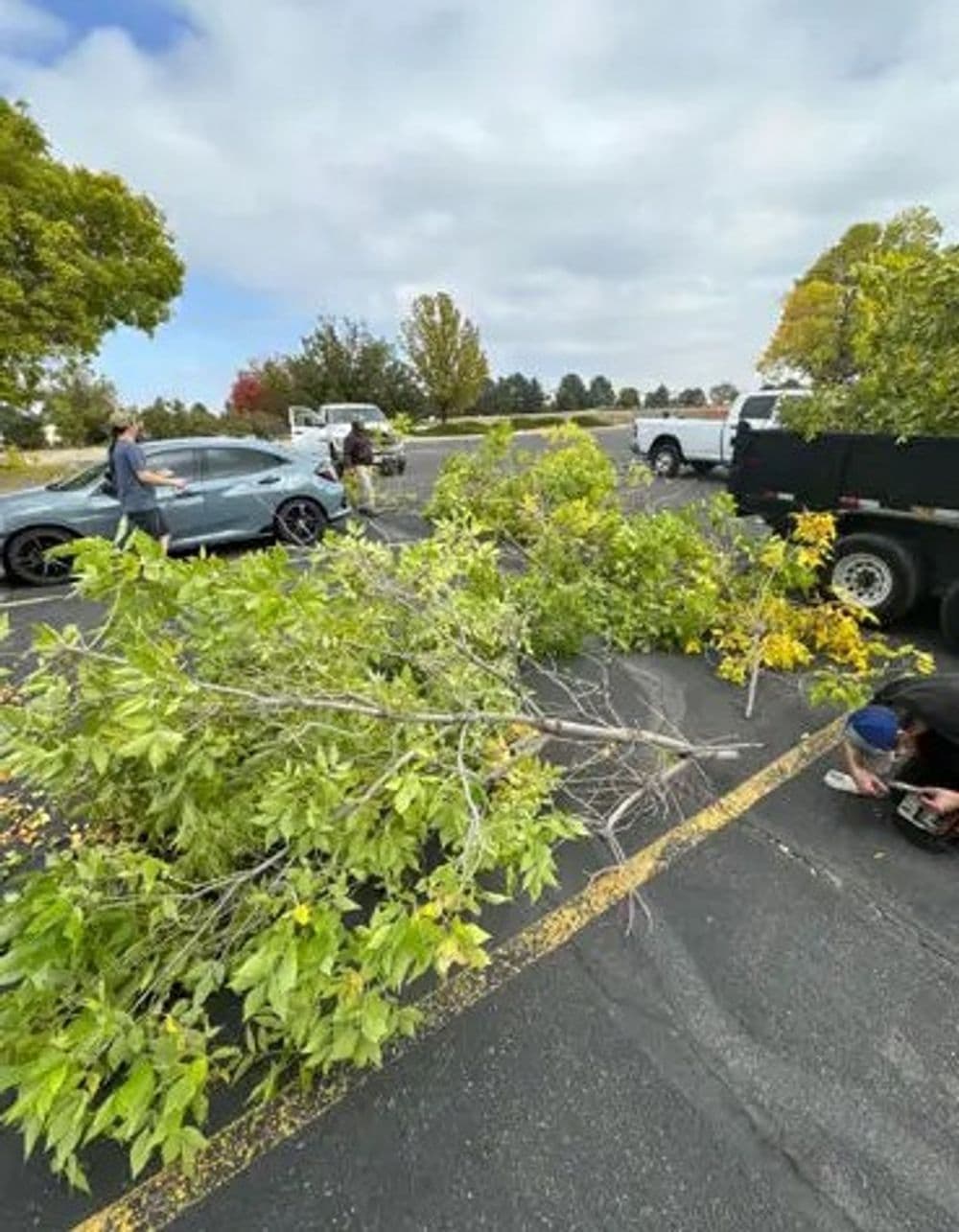 Gallery photos for Tree Pruning for Safety in Local Parking Lots: Image #2